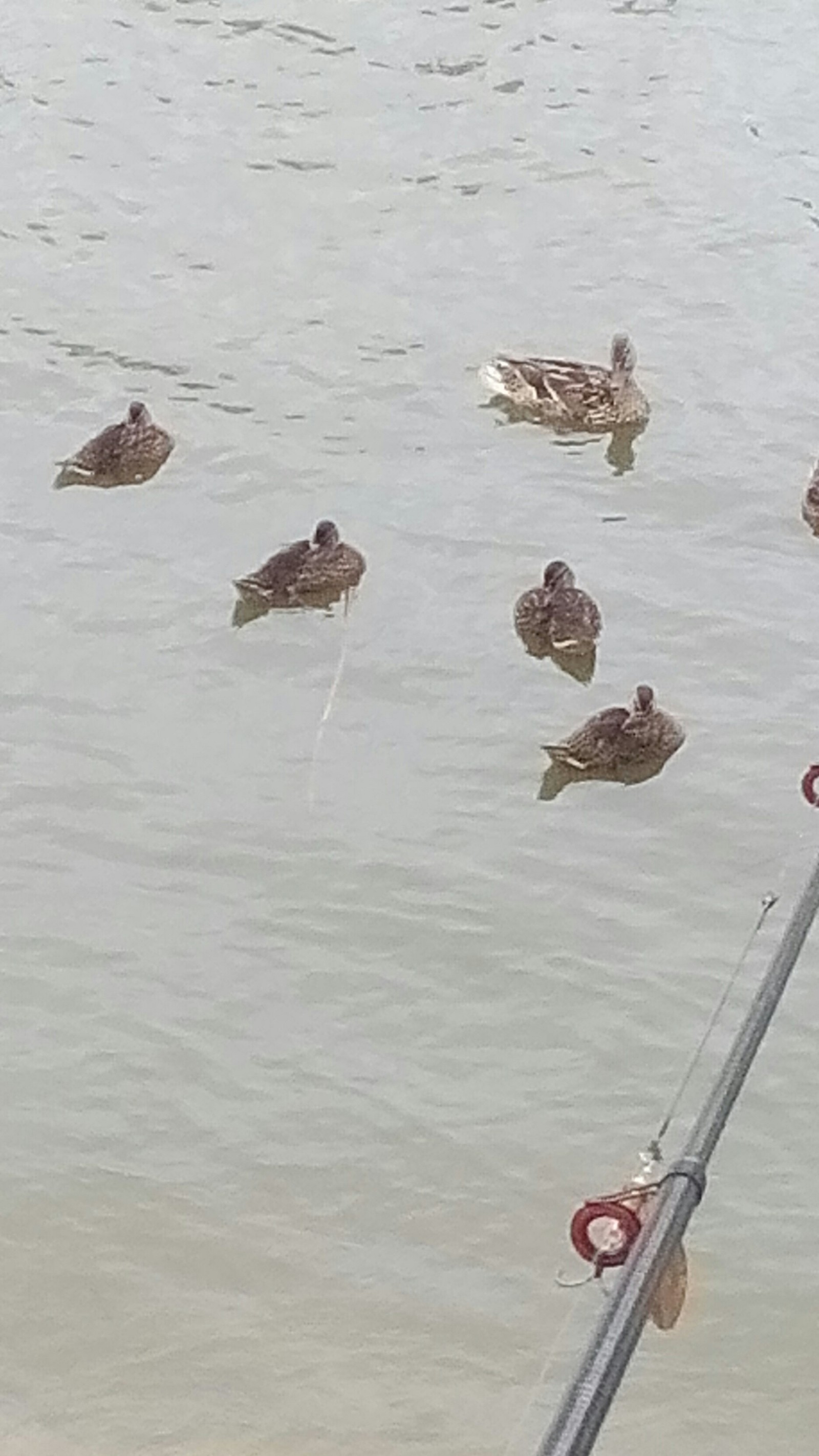 Ducks - My, Ducklings, Milota, Fishery supervision, Longpost