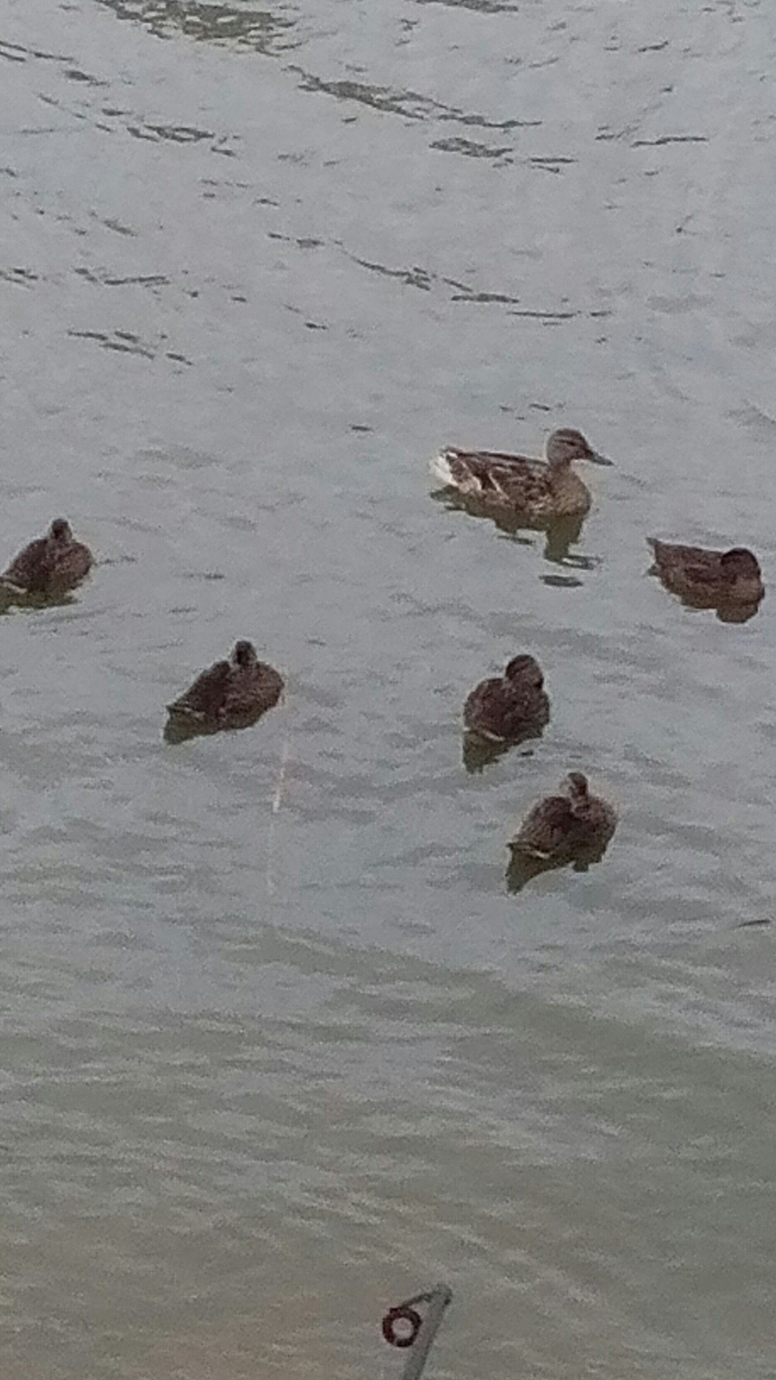 Ducks - My, Ducklings, Milota, Fishery supervision, Longpost