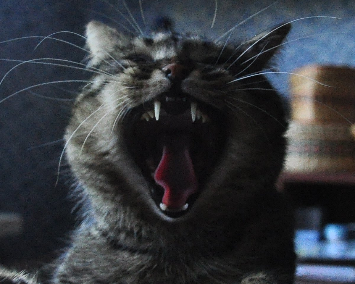 Aaaaaa! - My, cat, Yawn, Teeth, Mouth, Blue background, Kus