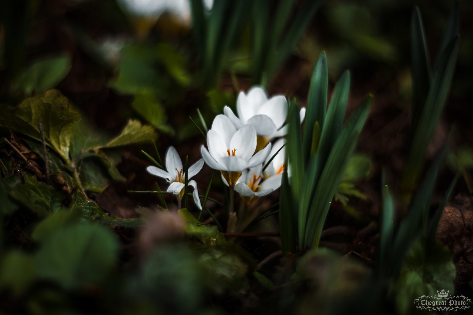 Crocuses, spring atmosphere. - My, My, Flowers, Crocus, The photo, Helios, Nature, , Longpost