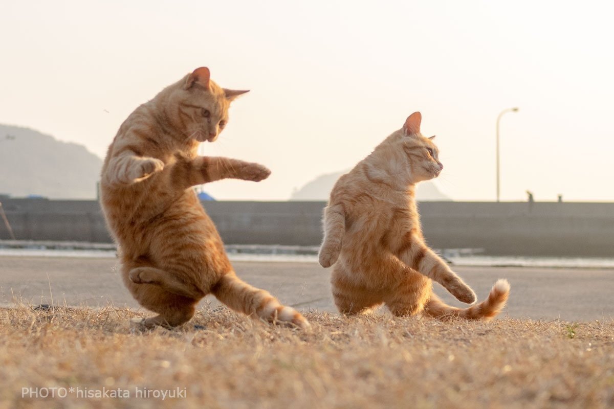 Котячьи танцы в честь пятницы - Кот, Танцы, Животные, Милота, Рыжие, Котомафия, Пятница, Длиннопост