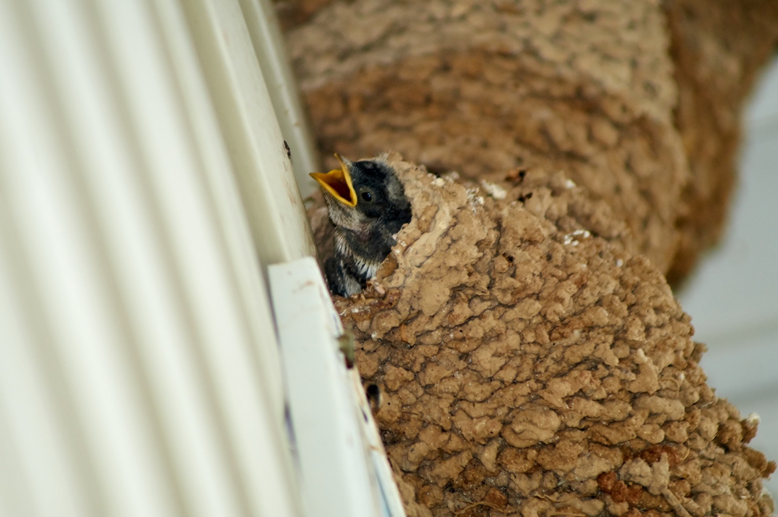 Под крышей дома свили гнездо. Ласточка гнездо птенцы. Гнездо ласточки под крышей. Насекомые в гнезде ласточек. Сойки свили гнездо под крышей.