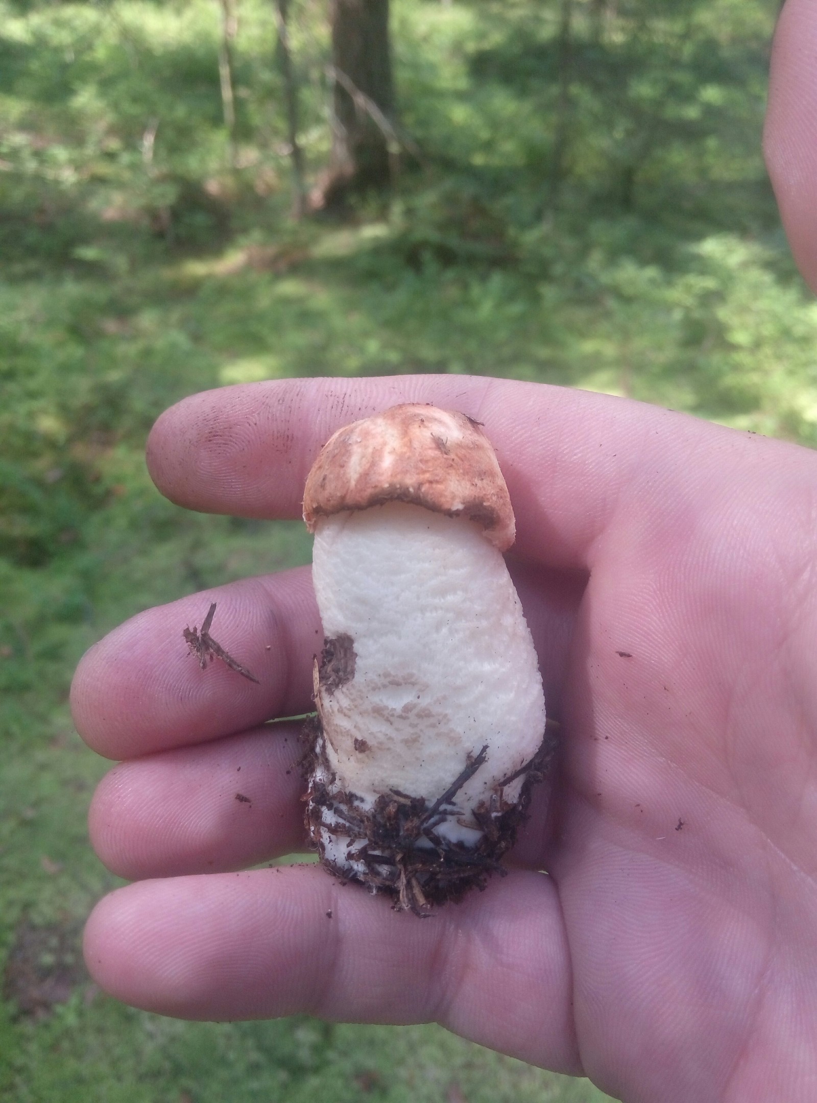 mushroom season. - Boletus, Mushrooms, Forest, Leningrad region, Longpost