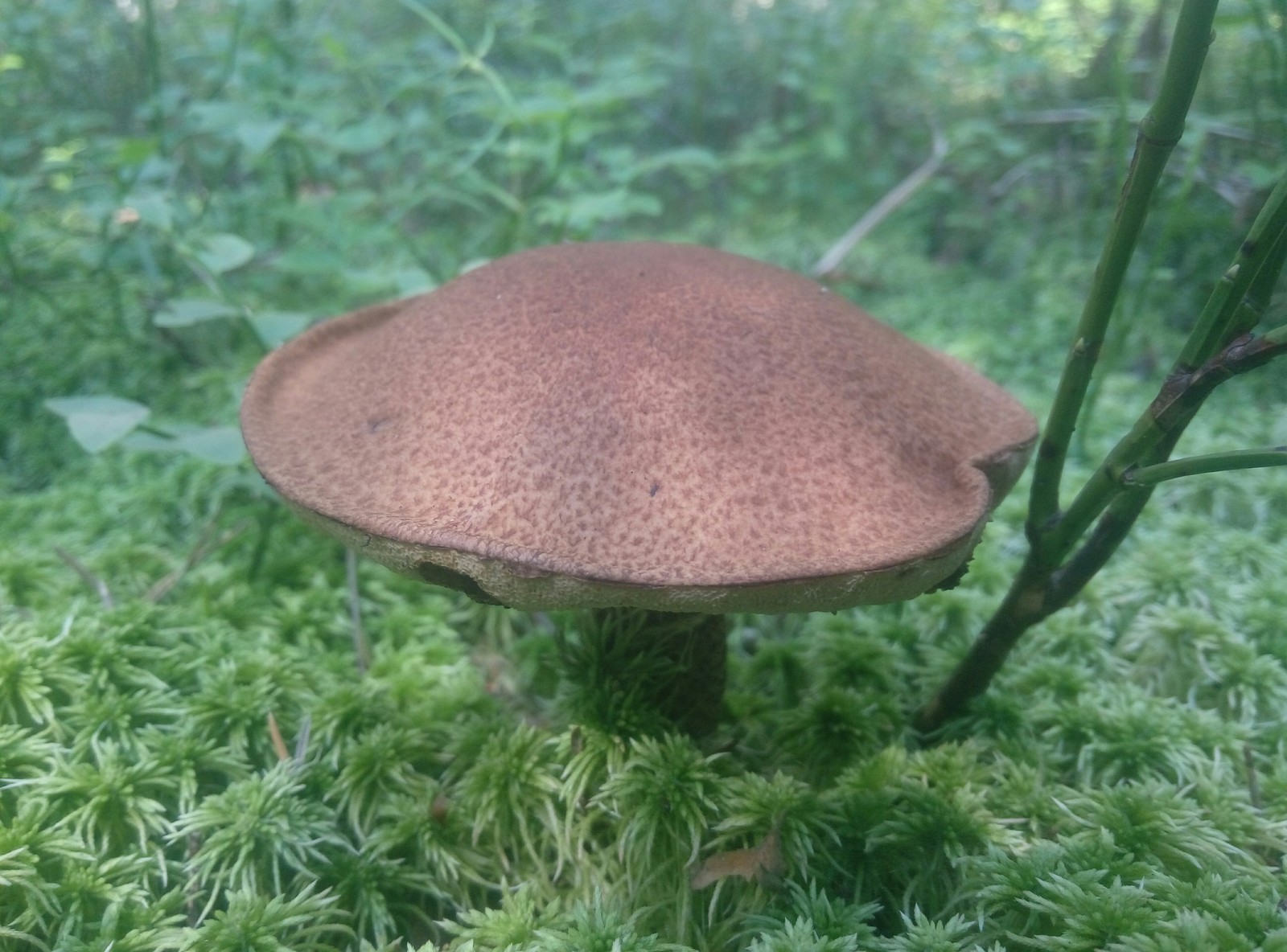 mushroom season. - Boletus, Mushrooms, Forest, Leningrad region, Longpost