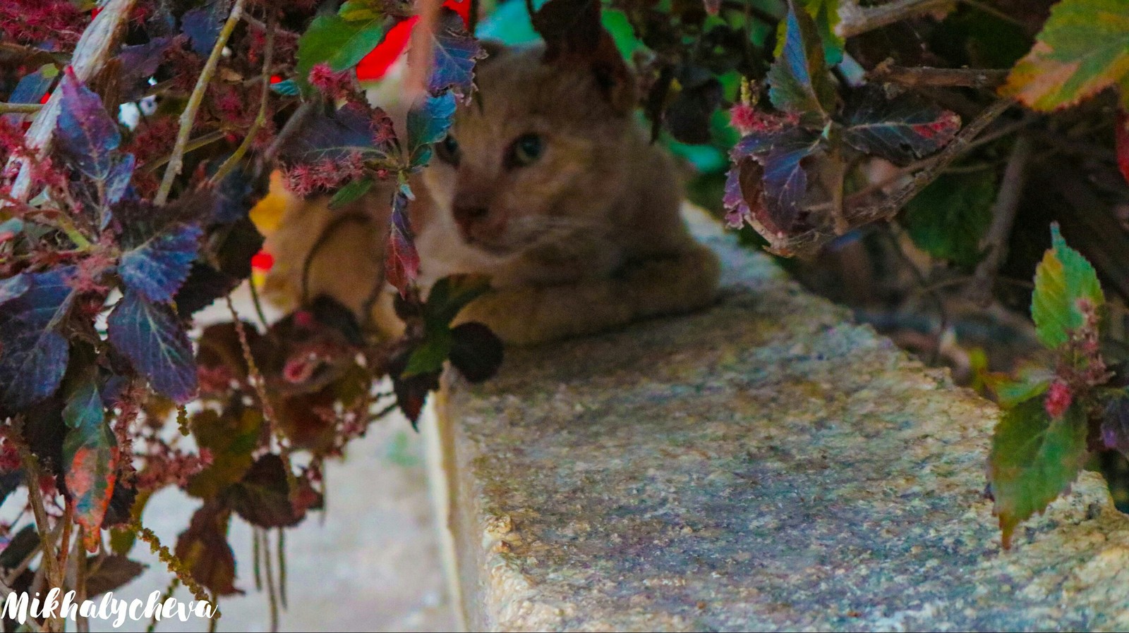 Cypriot cats - My, cat, Cyprus, Photogenic, Longpost