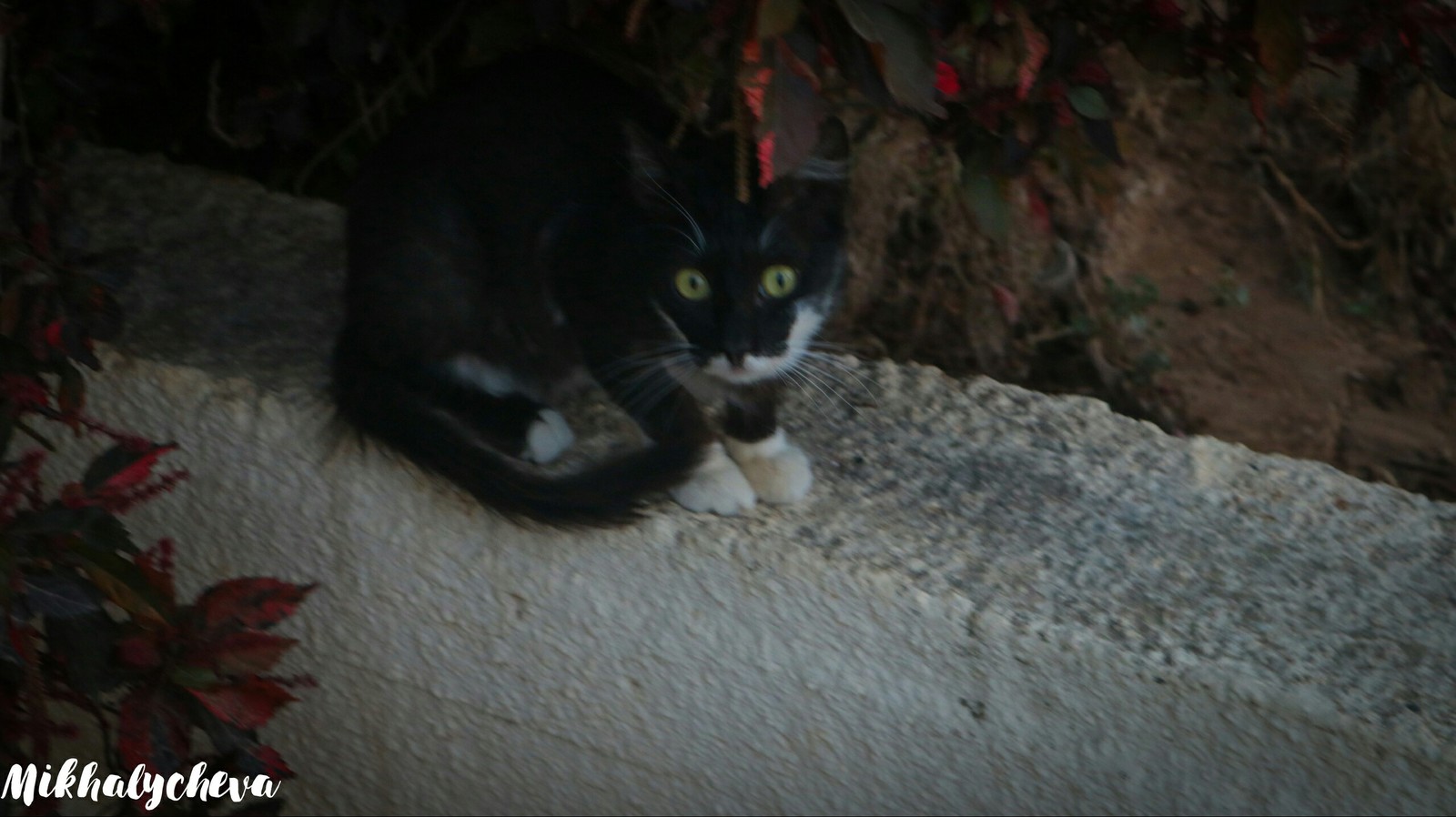 Cypriot cats - My, cat, Cyprus, Photogenic, Longpost