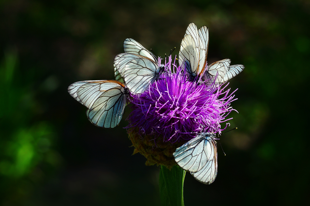 Just butterflies - My, Butterfly, Macro, Macro photography, Summer, Longpost