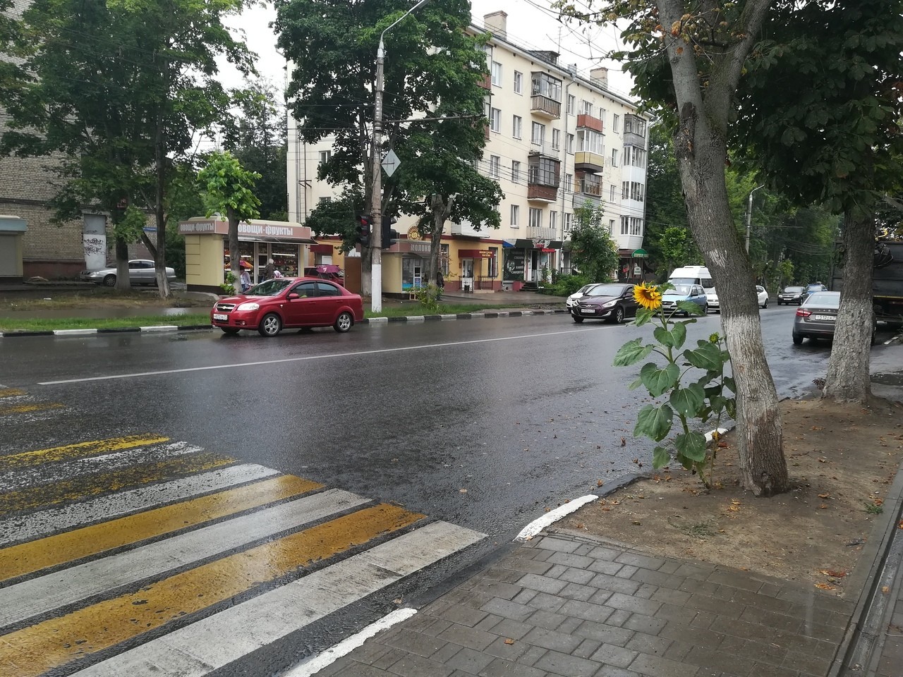 Suddenly - My, Sunflower, Tula, My, Crosswalk, Suddenly