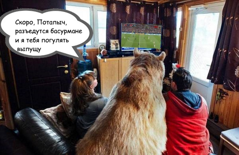 stayed up at home - Medved Stepan, Football, Humor