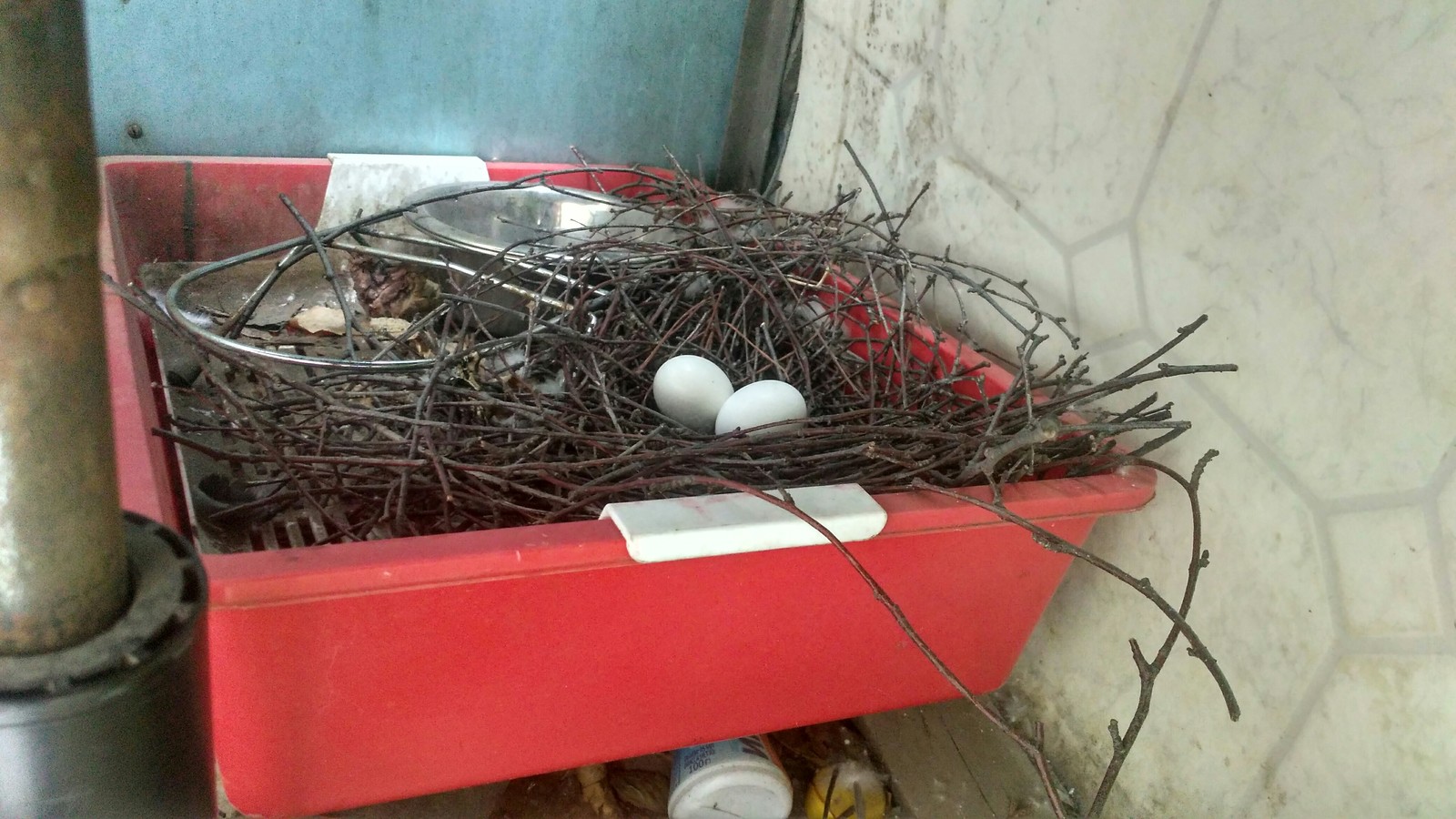 How pigeons bred on my balcony - My, My, Longpost, Pigeon