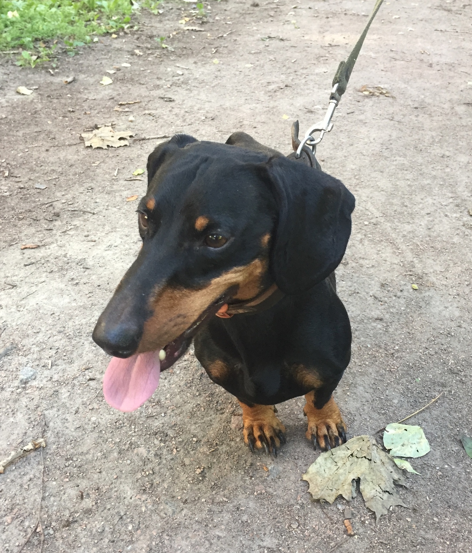 Found a dog (dachshund) - Saint Petersburg, Lost, Dog, Dachshund, In contact with