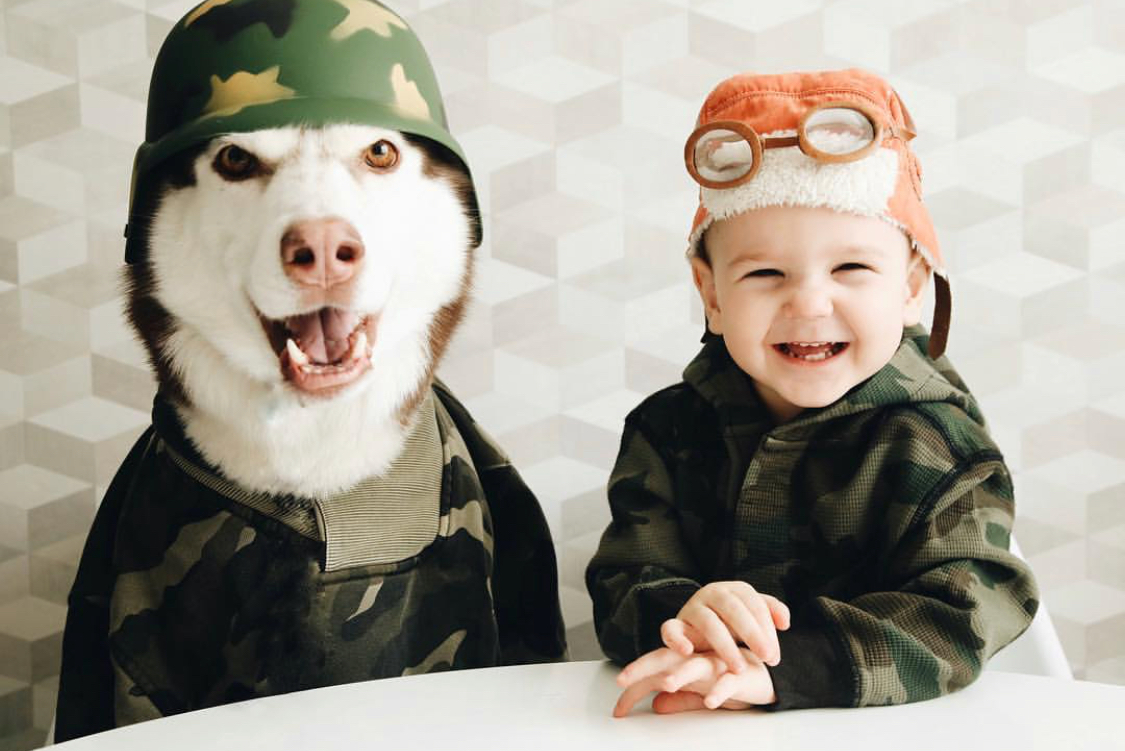 Husky dresses up in different looks (19 photos) - My, Dog, Husky, A selection, Humor, Funny animals, Animals, Longpost, Children