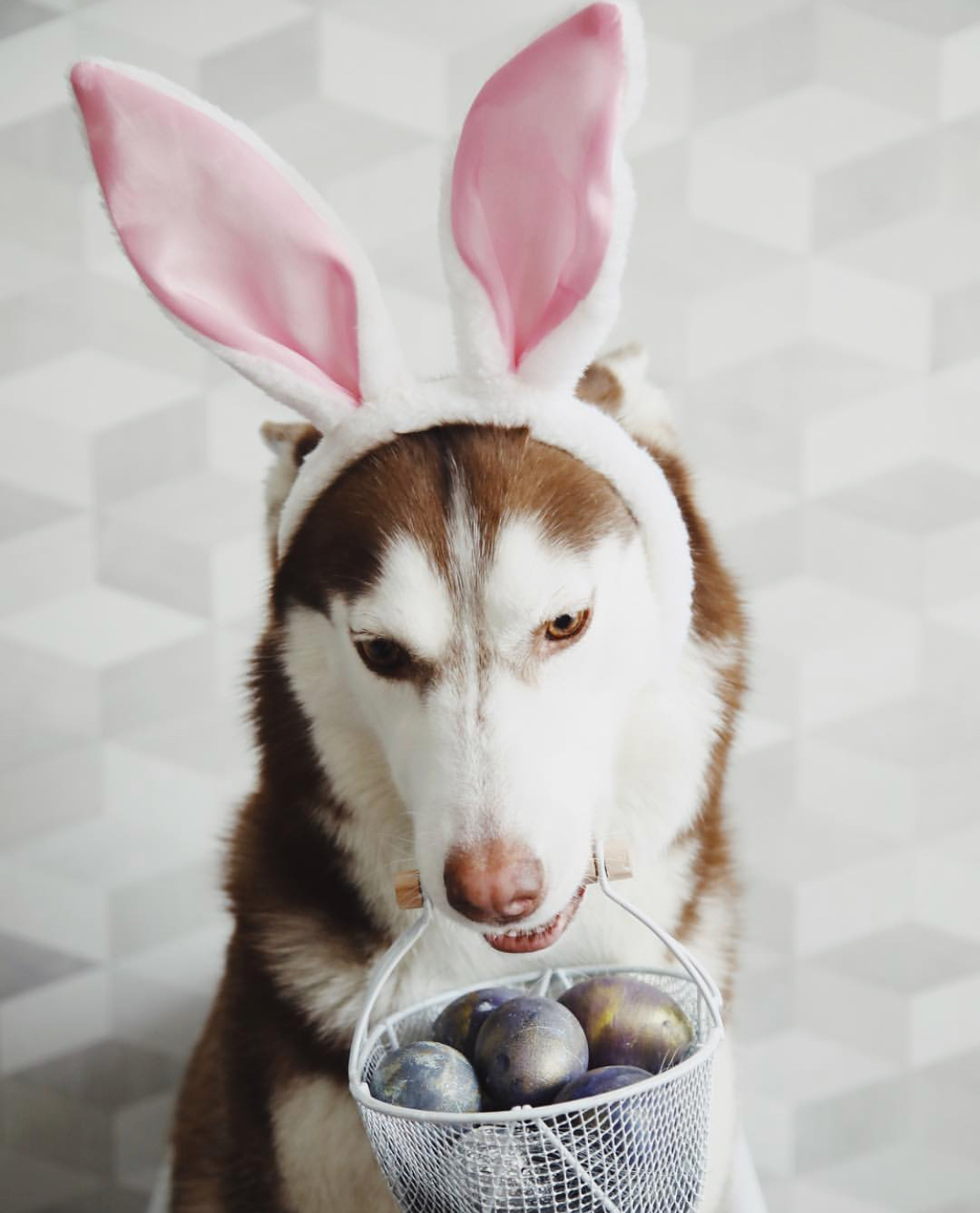 Husky dresses up in different looks (19 photos) - My, Dog, Husky, A selection, Humor, Funny animals, Animals, Longpost, Children