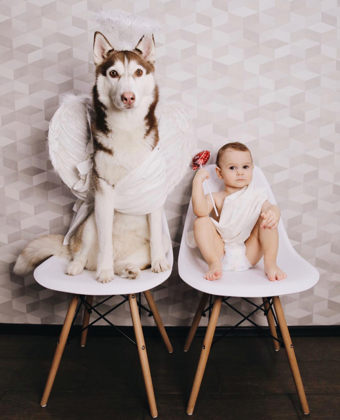 Husky dresses up in different looks (19 photos) - My, Dog, Husky, A selection, Humor, Funny animals, Animals, Longpost, Children