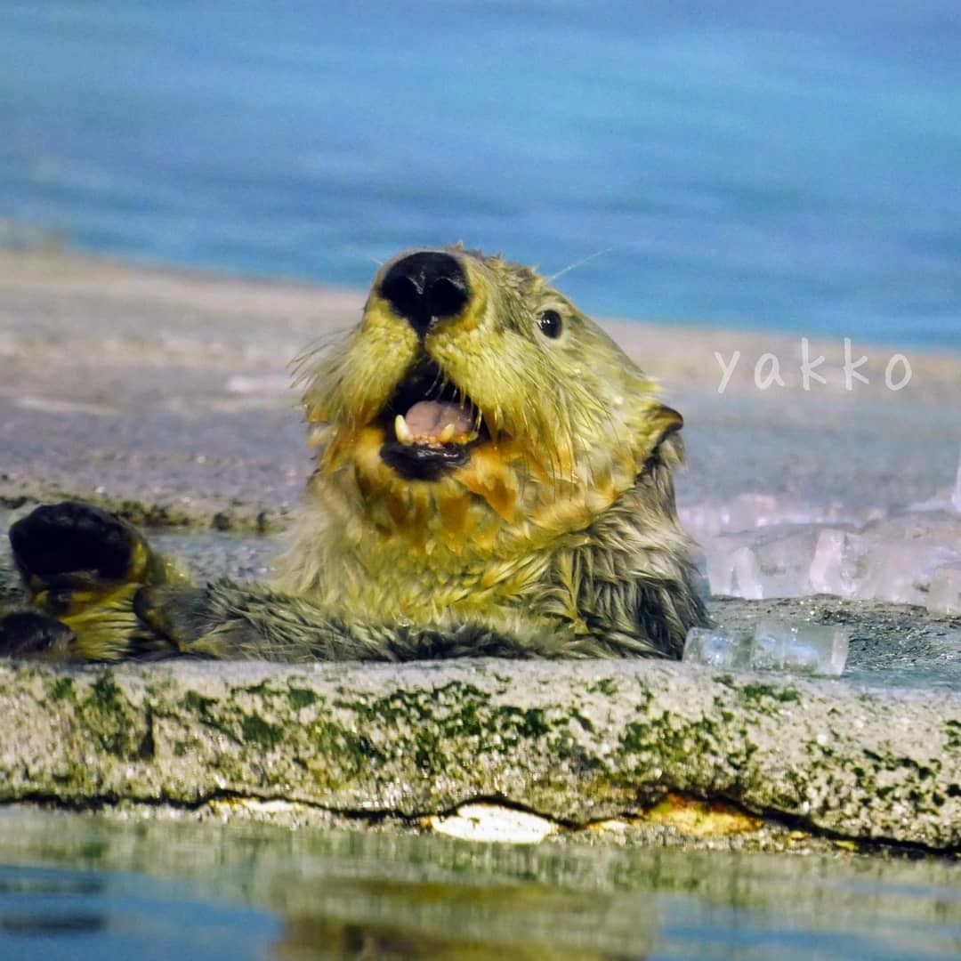 Food? - Sea otter, Otter, Animals, Milota