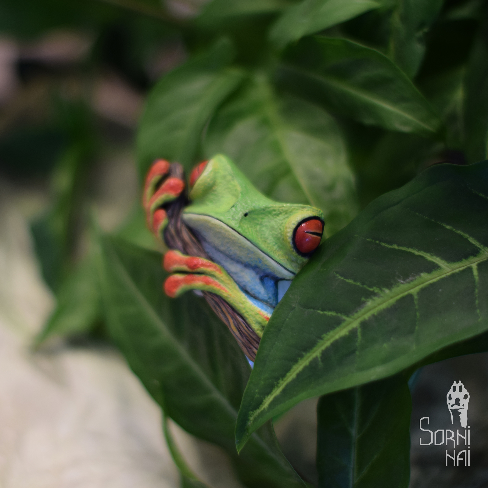 Tree frog - My, Tree frog, Frogs, Polymer clay, Super sculpey, Brooch, Longpost, Supersculpey