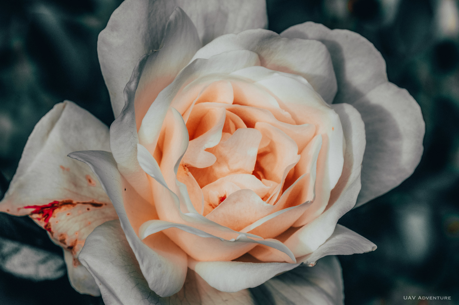 Some garden flowers part 4 - My, Flowers, Macro, The photo, Dacha, the Rose, Macro photography