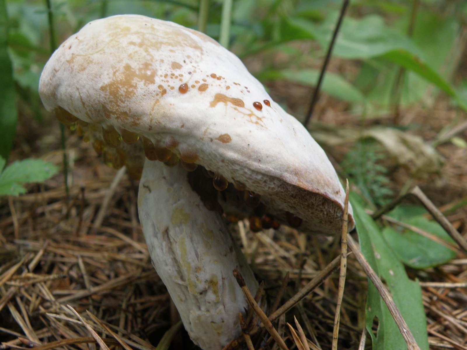 What kind of mushroom - My, Mushrooms, Ignorance, , Longpost