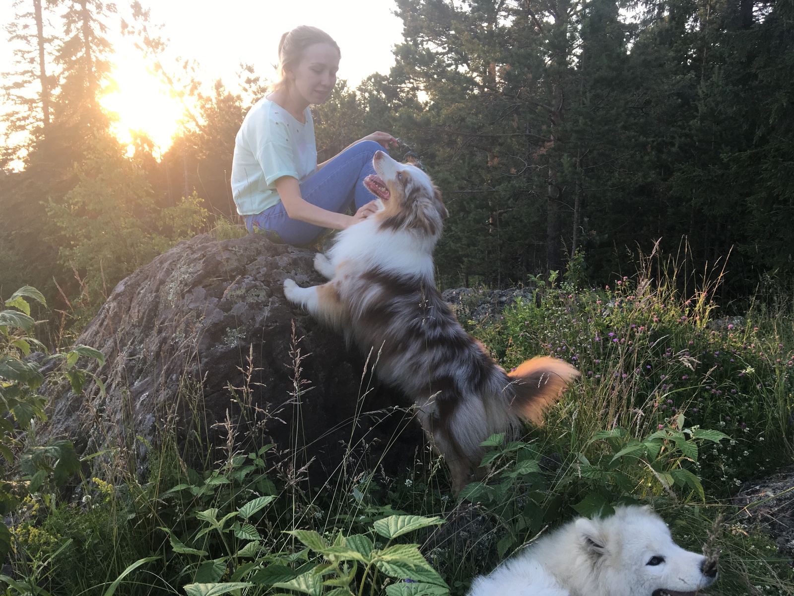 Sunday evening walk. - My, Samoyed, Aussi, Australian shepherd, Dog, Dogs and people, Nature, Evening, Longpost