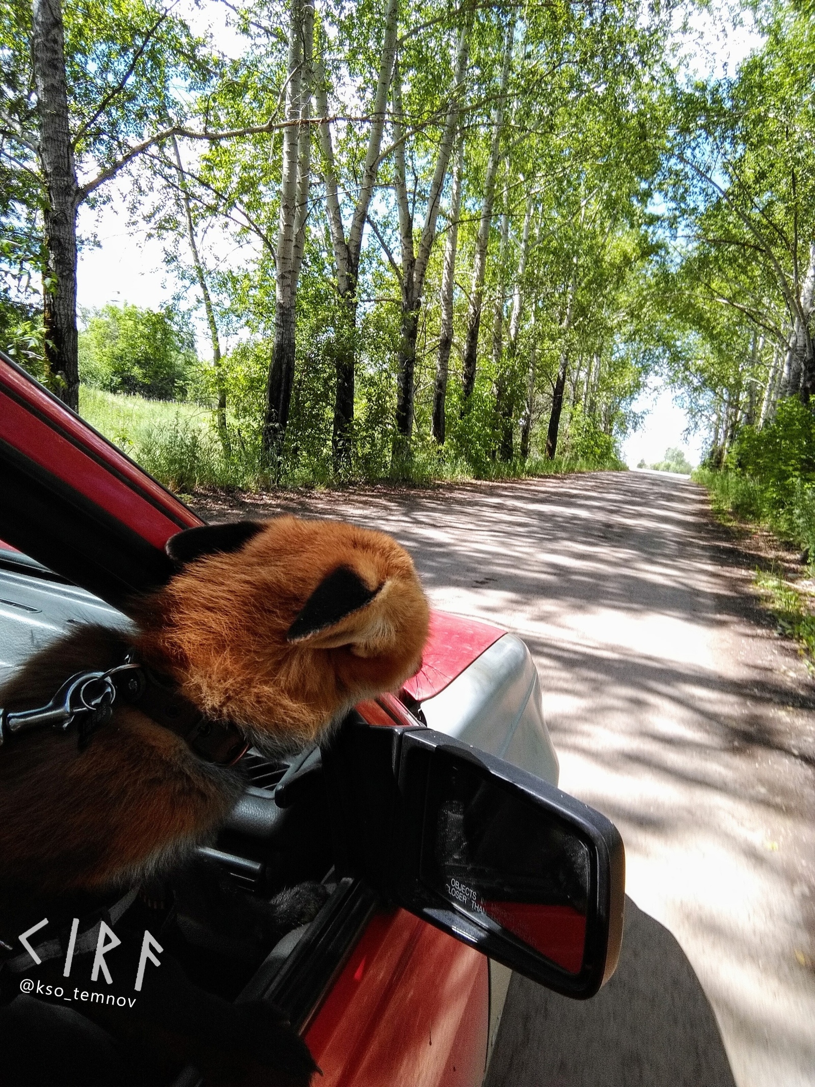 Forward, towards adventures! - Fox, Domestic fox, Travels, Car, Road, , Instagram