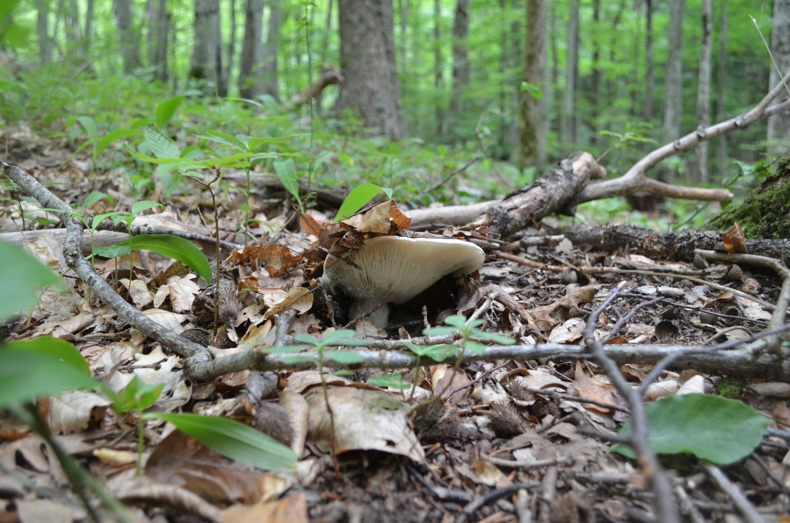Крымские большие грибы