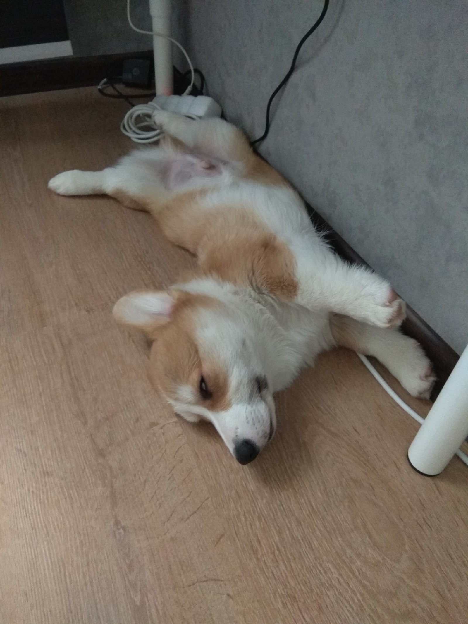 Sleeping (and not only) cuteness in your feed - My, Corgi, Puppies, Dog, Welsh corgi pembroke, GIF, Longpost