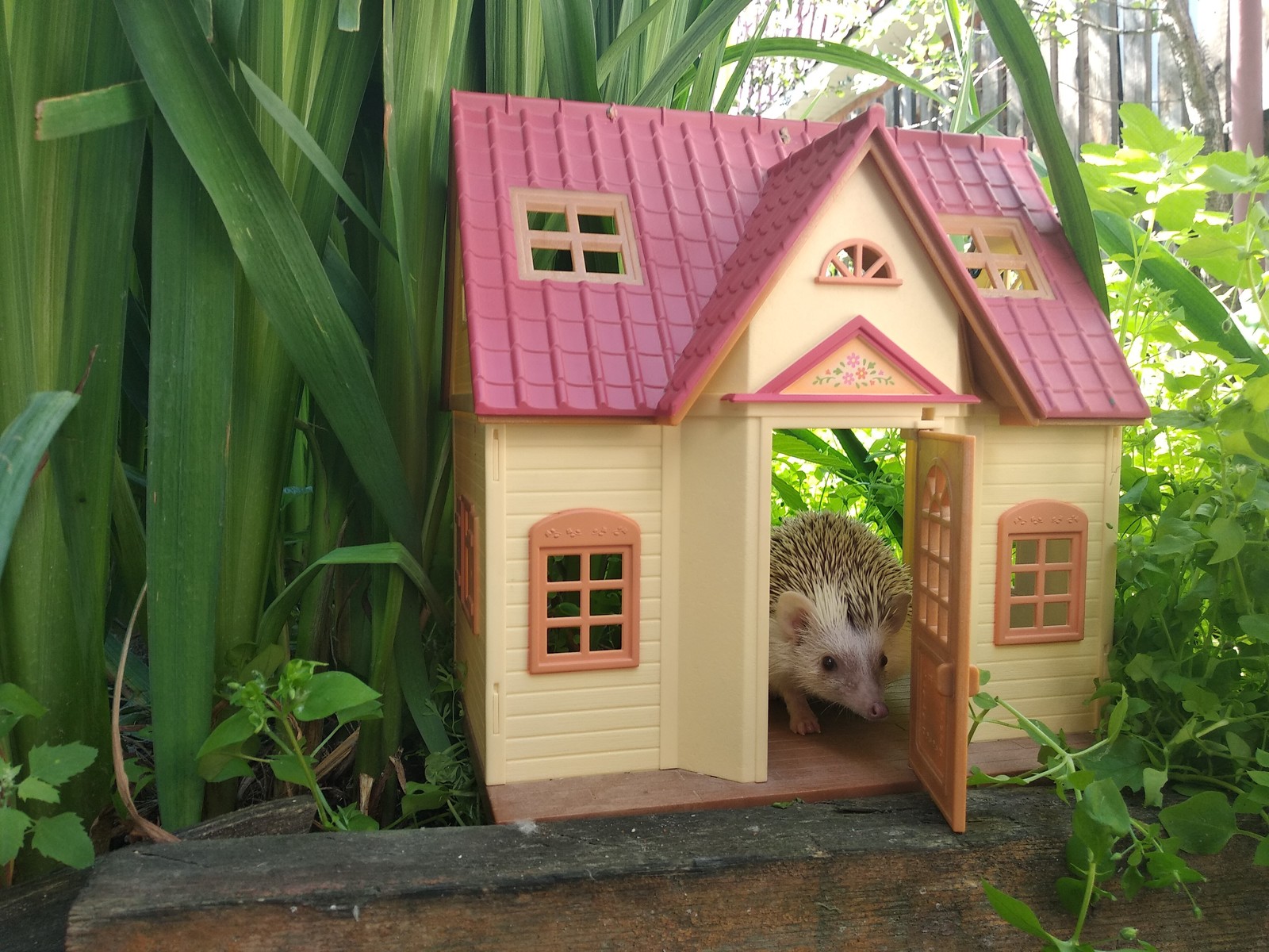 Yezhov's estate Yozhkin house? - My, Pets, African pygmy hedgehog, , GIF, Longpost