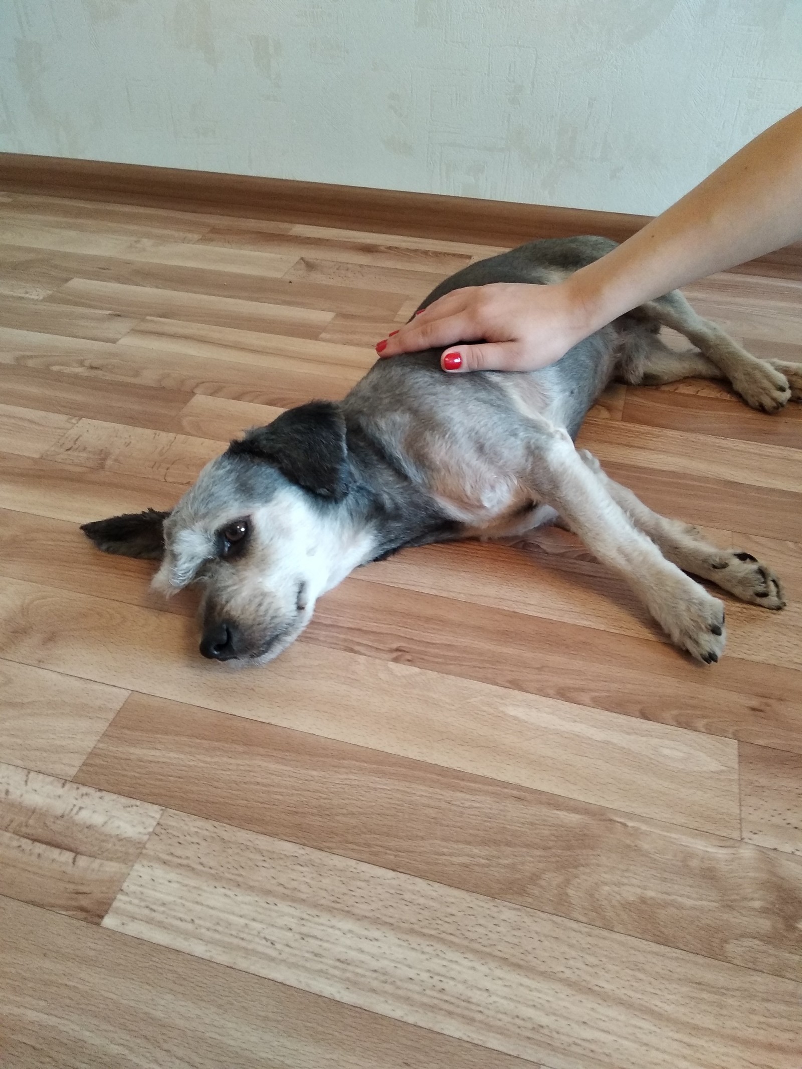 Tolyatti. Found a friend. - My, Dog, A loss, In good hands, Pet, Longpost, No rating, Pets