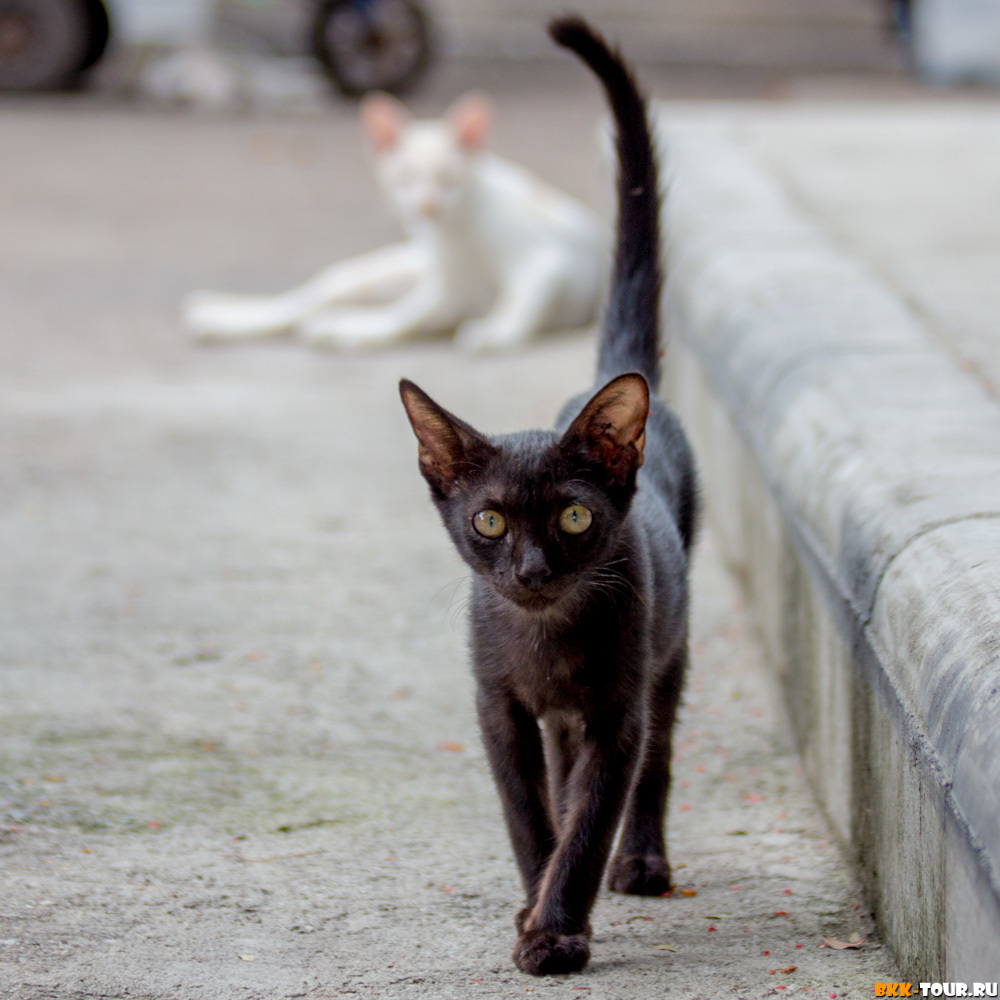 Инь Янь - Моё, Инь-Ян, Кот, Котомафия, Котята, Черный кот