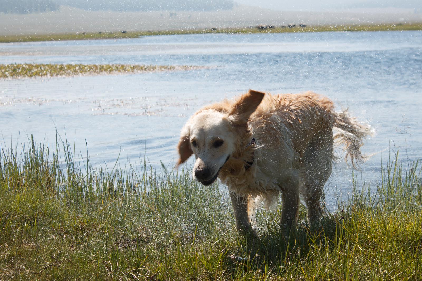 Khubsugul - My, Khubsugul, Golden retriever, Longpost