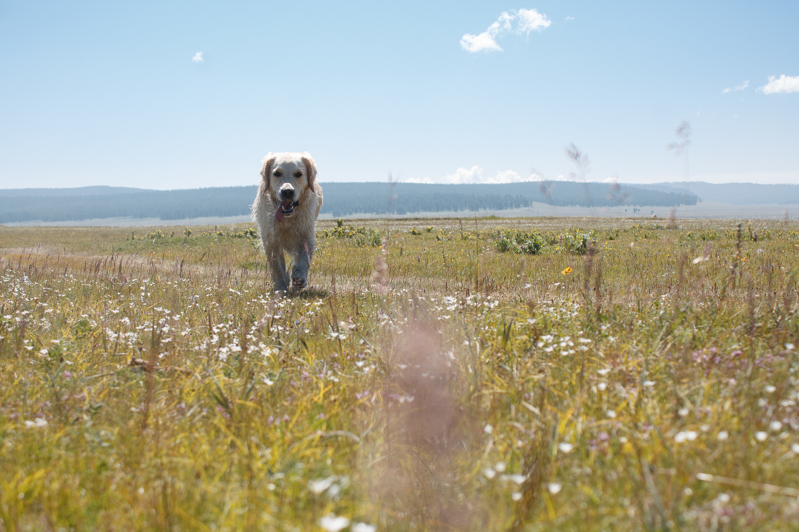 Khubsugul - My, Khubsugul, Golden retriever, Longpost