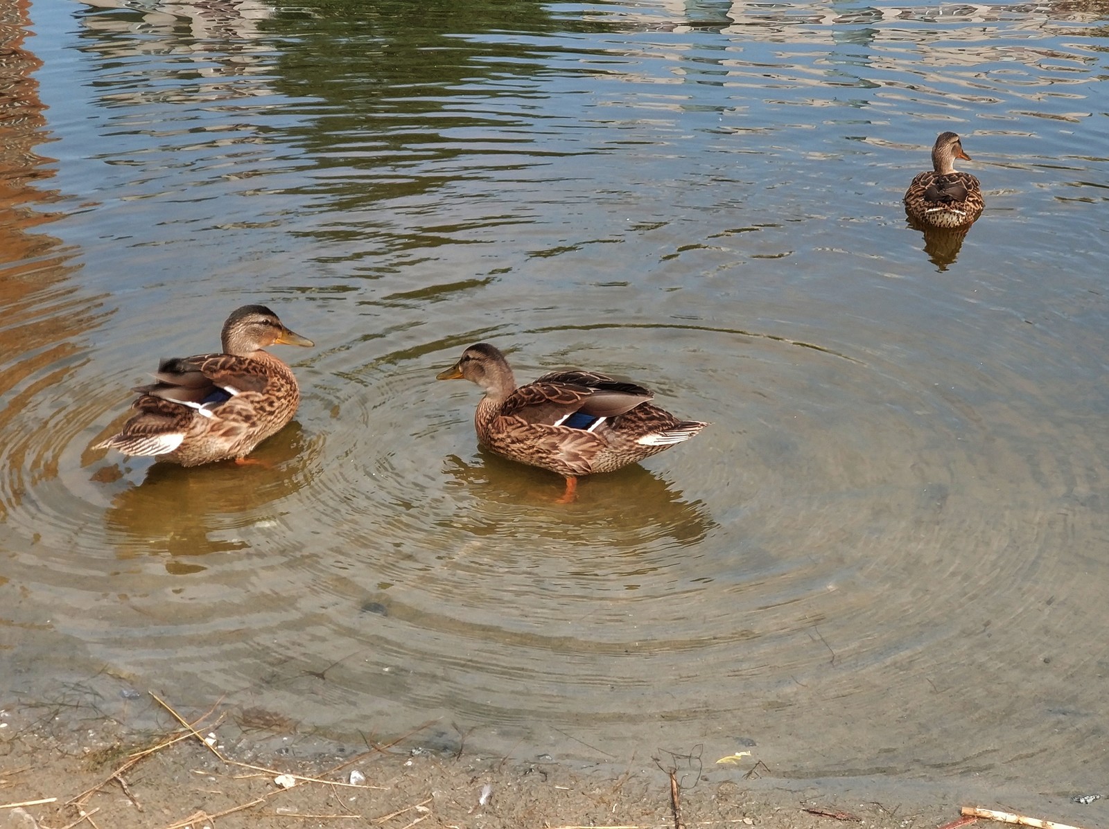 Quack - My, Duck, The photo, Pond, Novosibirsk, Xiaomi mi Note 3