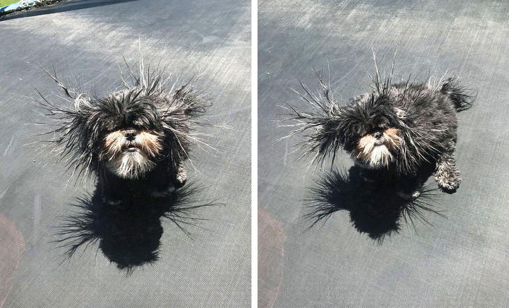 Put my dog ??on a trampoline for 5 minutes and it turned into an electric Pokemon - Dog, Trampoline, Static electricity