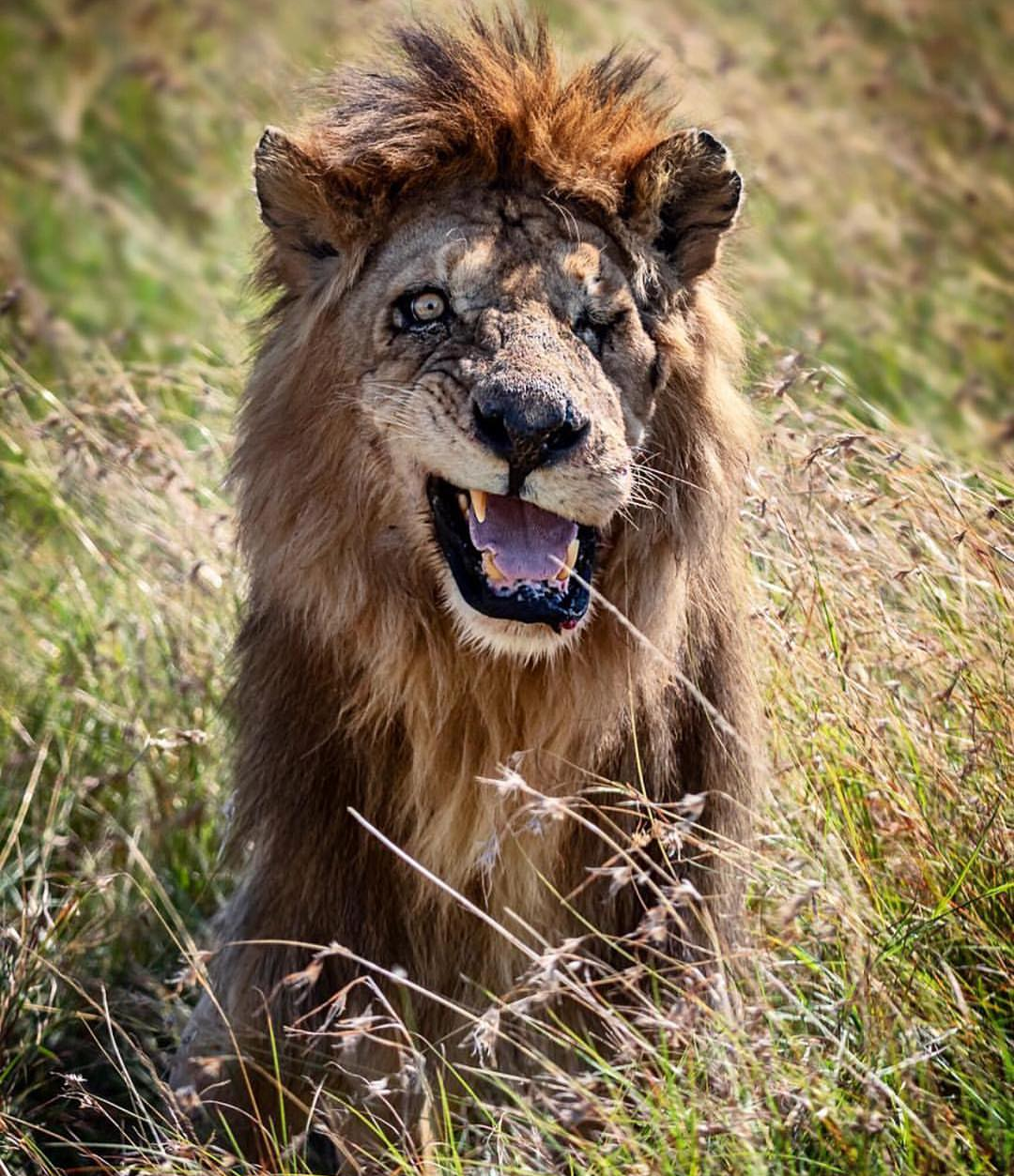 Lion - Lion, The animals, Лев, Животные