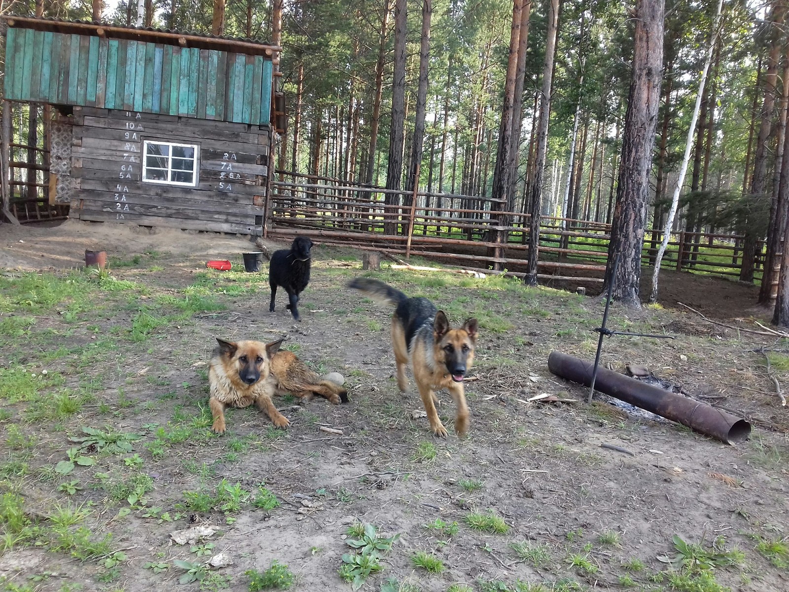 Sheepdogs and lamb Bobka - My, Lamb, German Shepherd, Animals