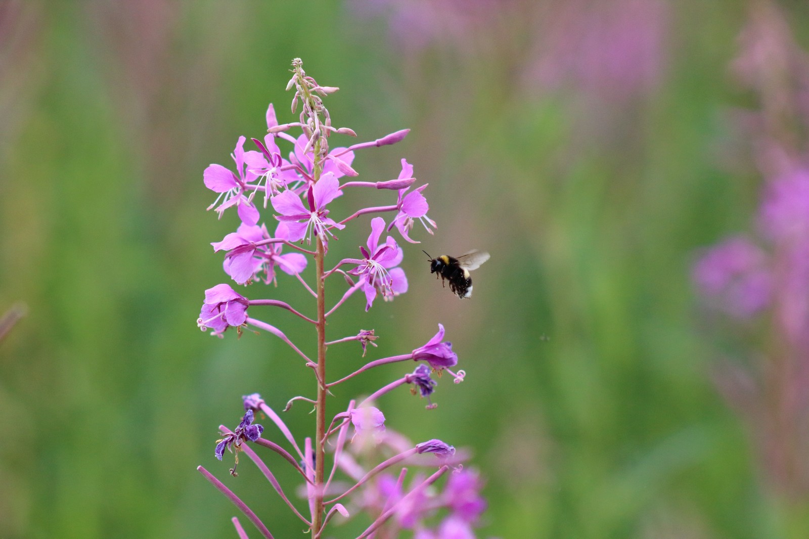 Novice Amateur #1 - My, Nature, Flowers, Canon