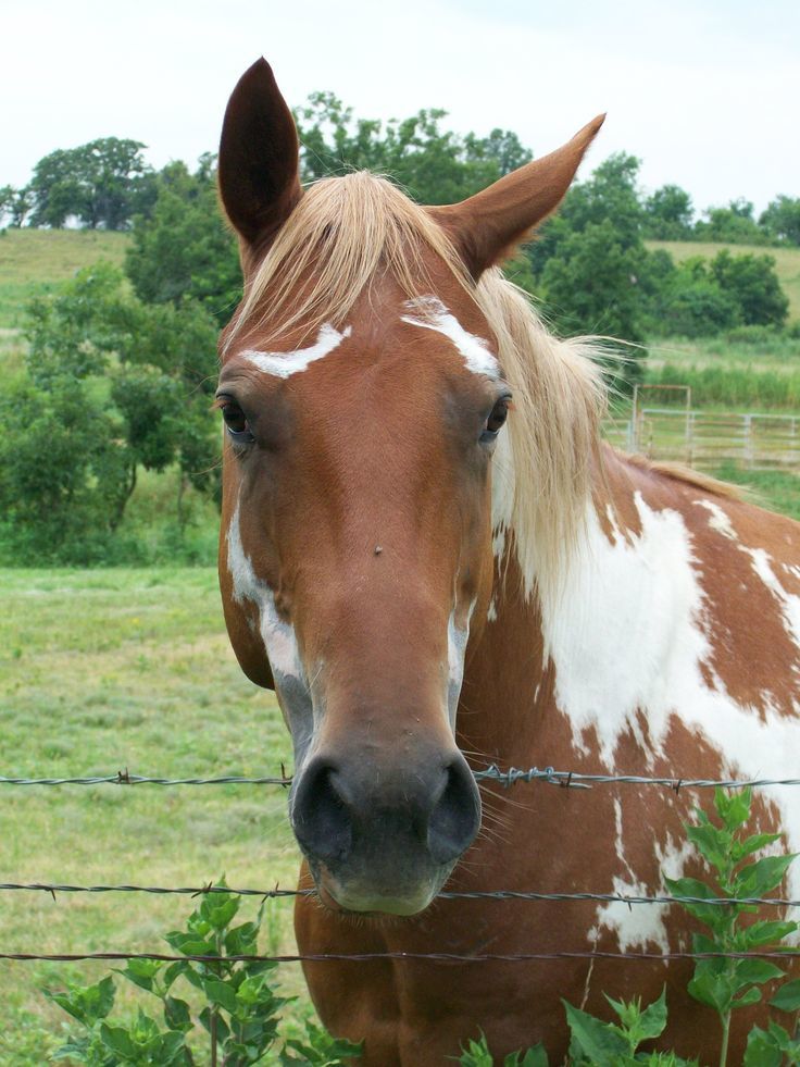 Fancy horses - Horses, Suit, Beautiful, Longpost