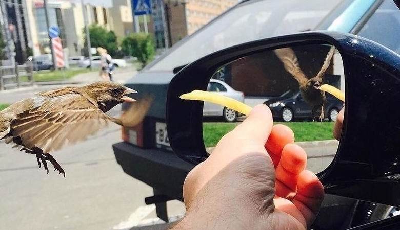 Mysterious sparrow reflection illusion - Sparrow, Illusion, Wings, Mystery, The photo