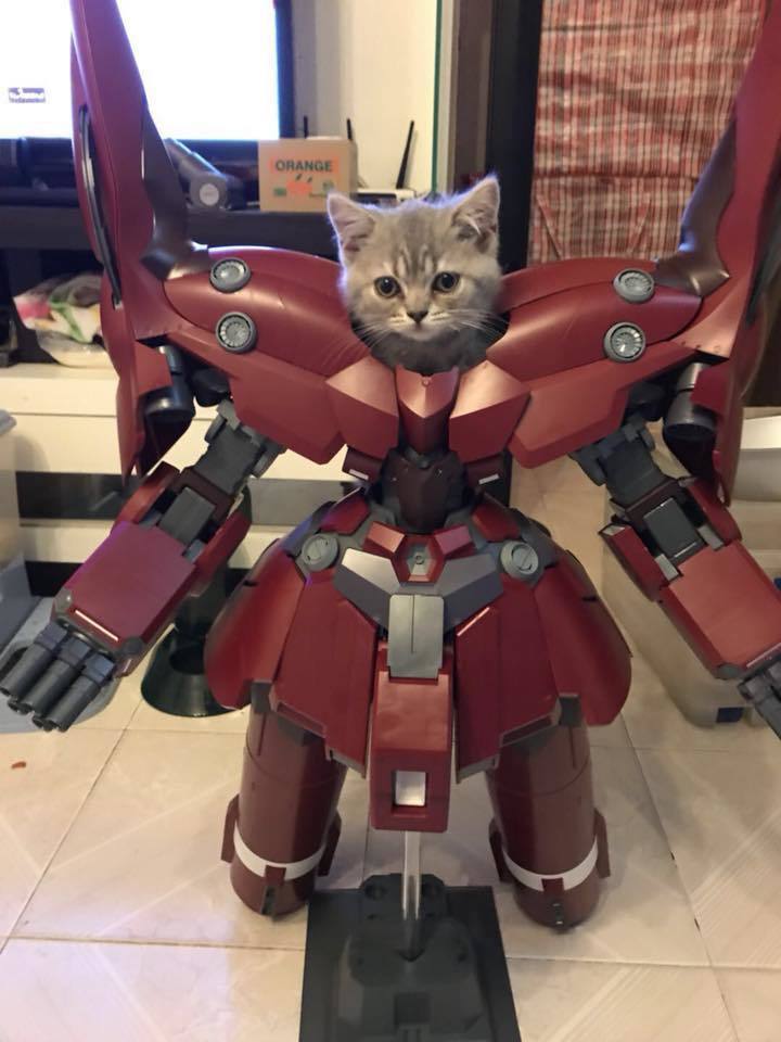 My master is an idiot (no) - cat, Grey, Transformers, Humor