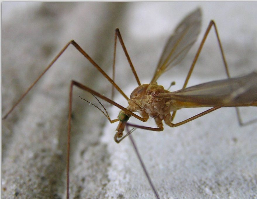 Malarial mosquito of our childhood - Mosquitoes, Childhood fears, Childhood, Longpost