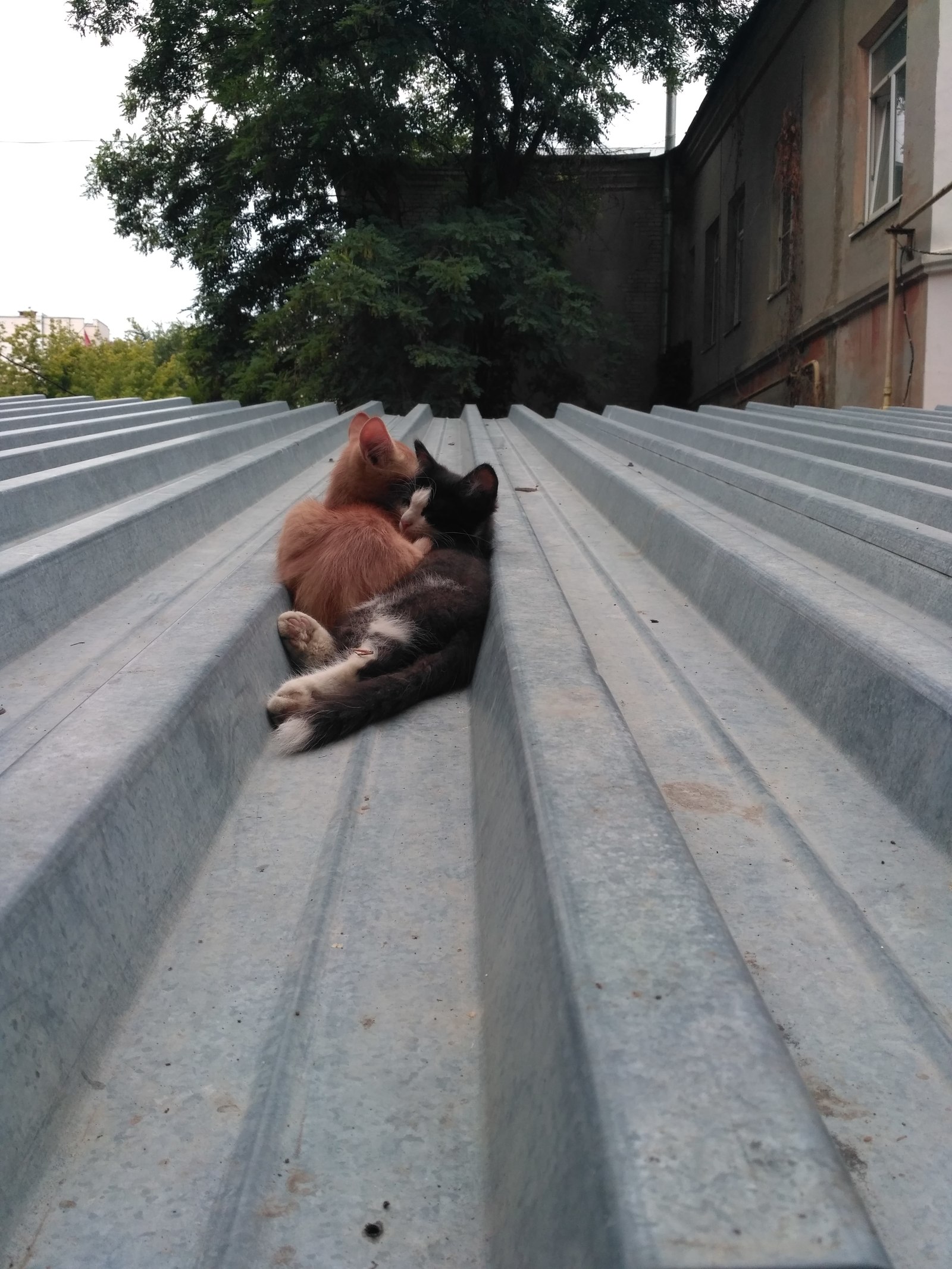 Brothers or sisters - My, Help, Saratov, No rating, cat, Longpost, Helping animals