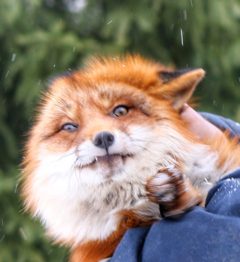 The plane from Holland could not land in Pulkovo because of the fox ^.^ - Fox, The airport, Animals