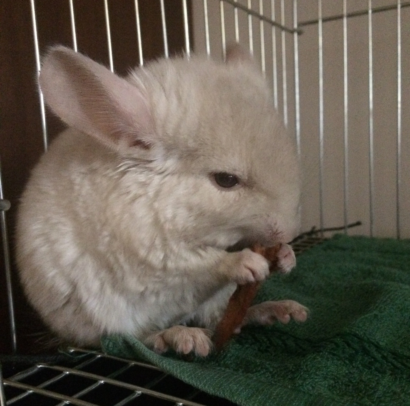 Two chinchillas - My, Chinchilla, Longpost, Animals, Pets