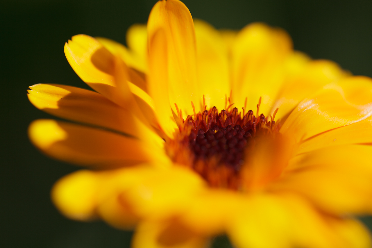 Цветок солнца - Моё, Фотография, Природа, Цветы, Макросъемка, Canon 5DM2, Canon 100mm macro