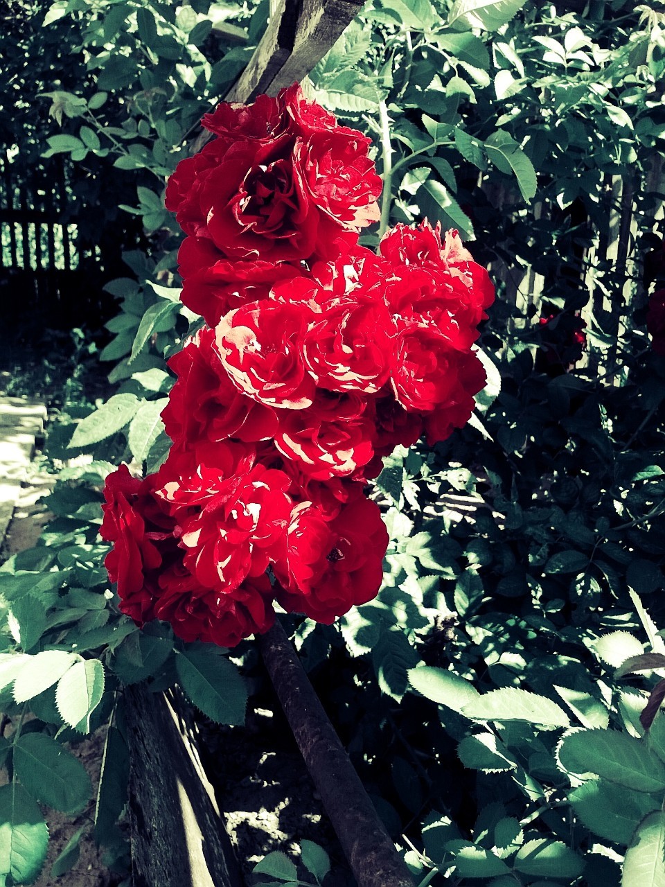 garden rose - My, Beginning photographer, Nokia Lumia, Flowers, The photo, Nature, Longpost