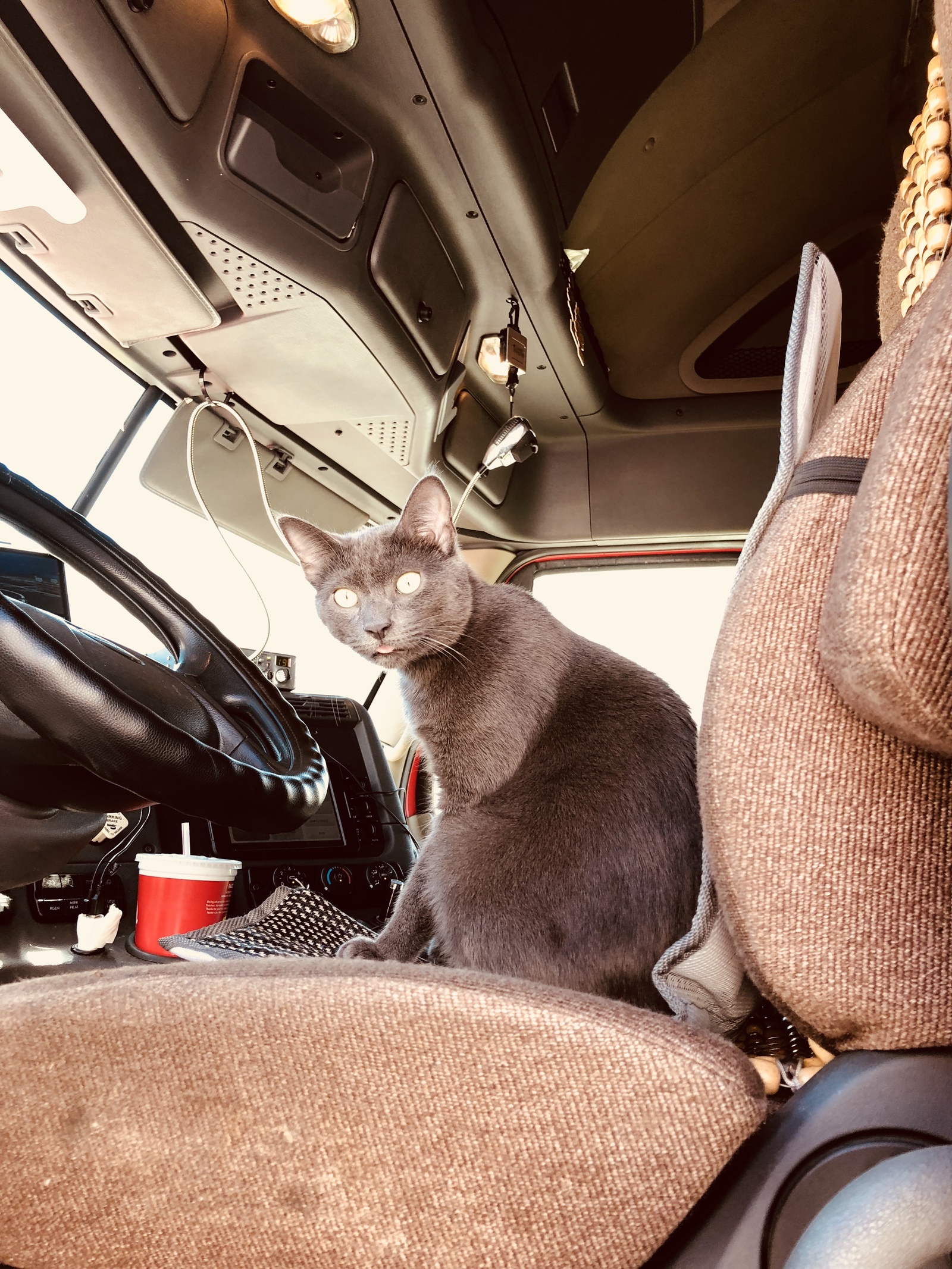 cat on duty today - My, cat, Catomafia, Truckers, USA, A life, Longpost