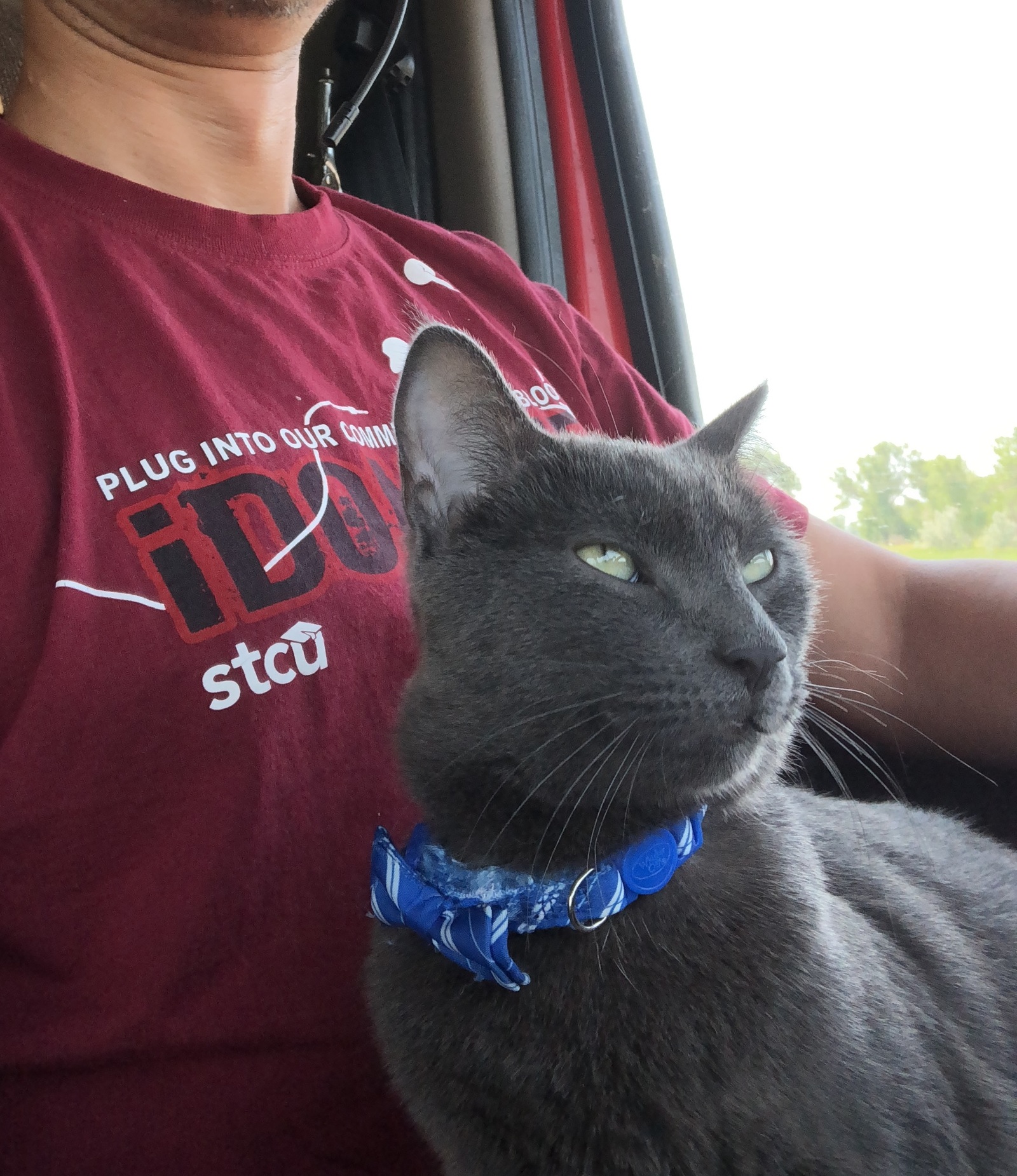 cat on duty today - My, cat, Catomafia, Truckers, USA, A life, Longpost