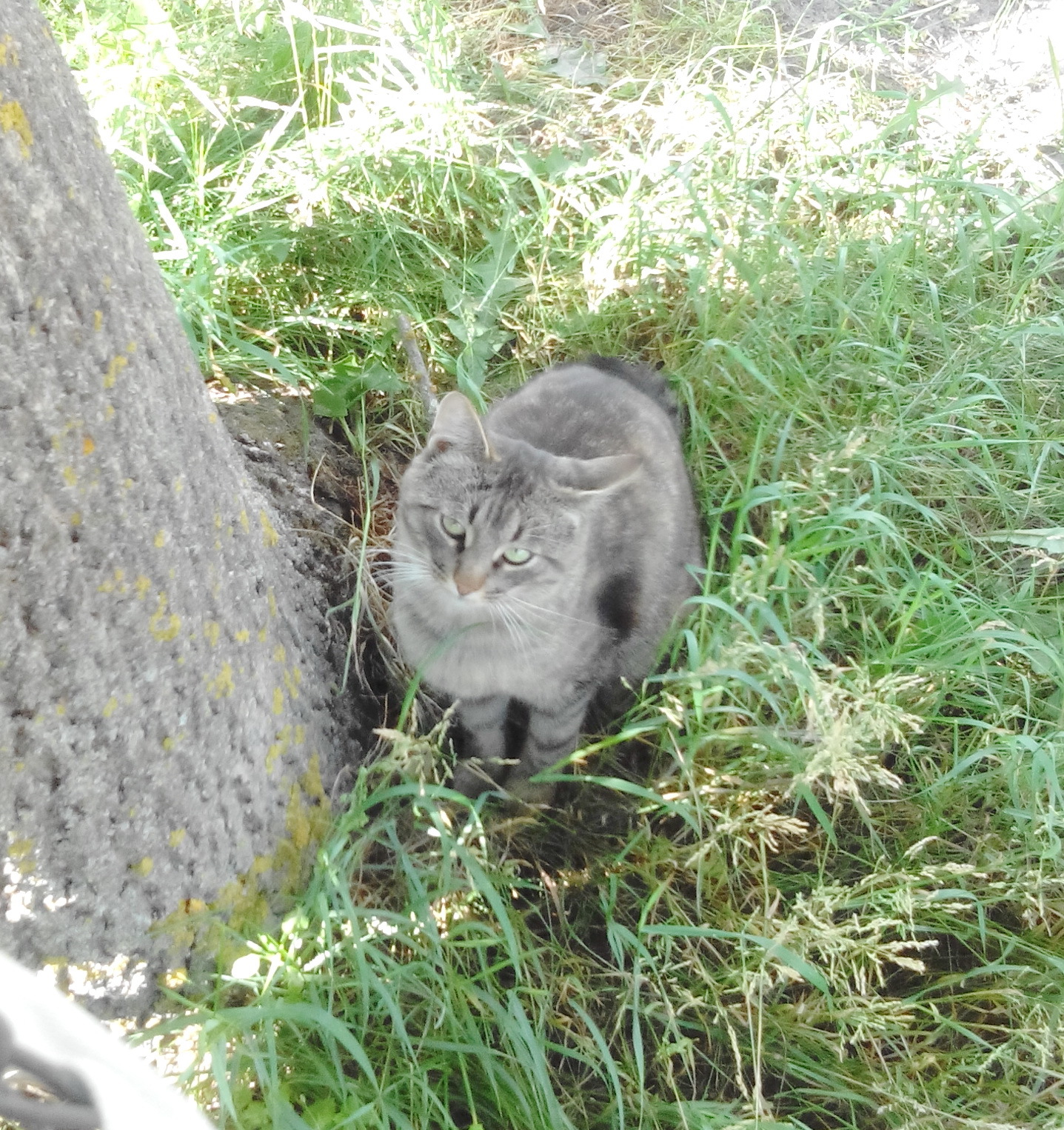 Just Cat Boris. - My, handsome cat, Bruised tails, Longpost, cat