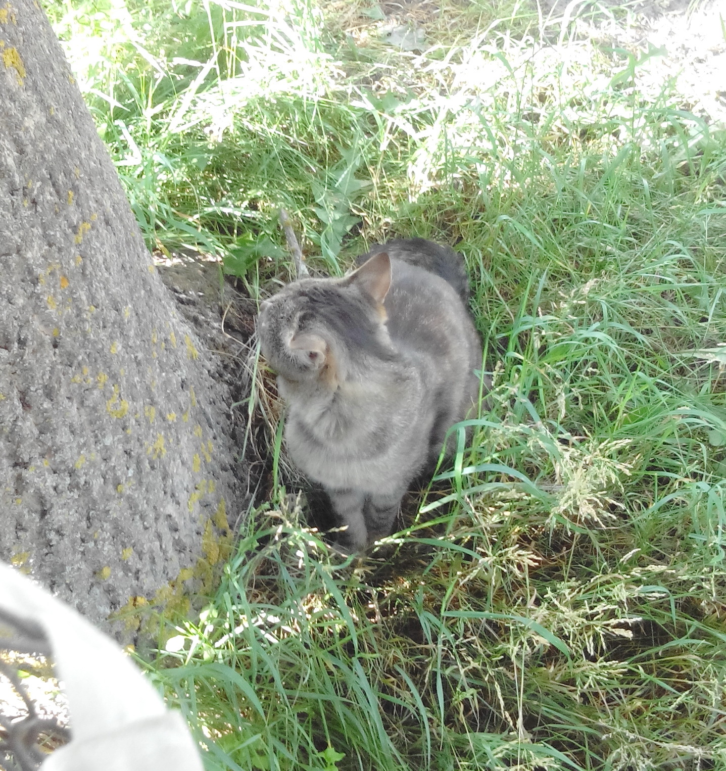 Just Cat Boris. - My, handsome cat, Bruised tails, Longpost, cat