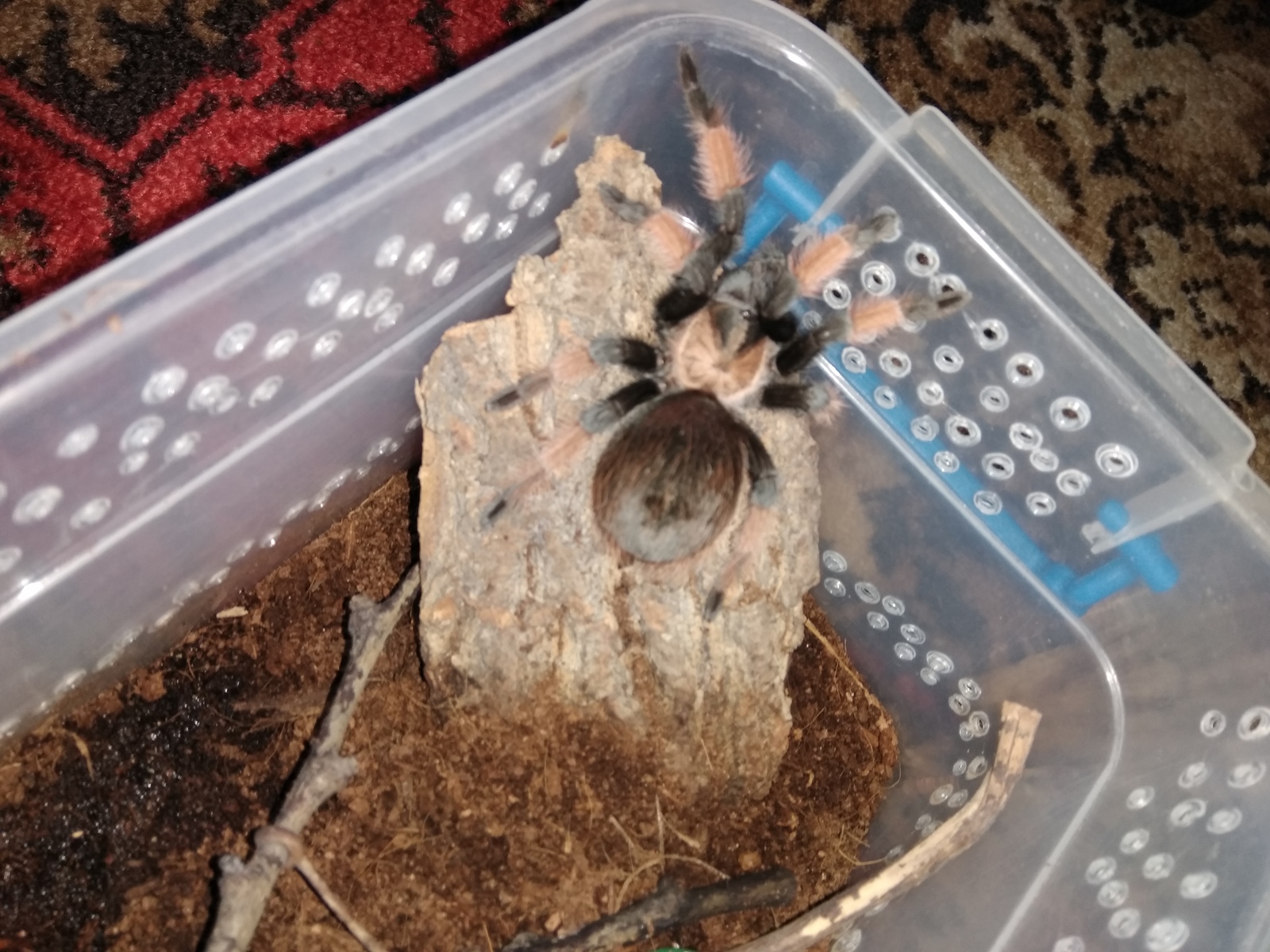 The molting process of the tarantula Brachypelma Emilia l10 - My, Spider, Bird spiders, Molting, Milota, Arachnophobia, Longpost